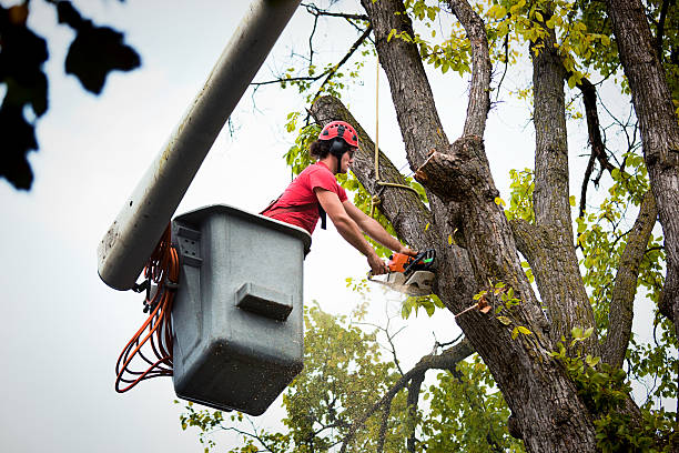 Best Tree Stump Removal  in Highland Lakes, AL